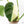 Monstera Deliciosa 'White Monster' (wk22-UZ) *Half Moons*