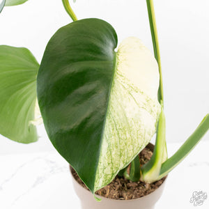 Monstera Deliciosa 'White Monster' (wk22-UZ) *Half Moons*
