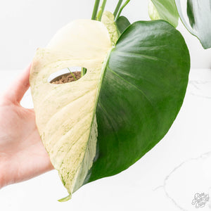 Monstera Deliciosa 'White Monster' (wk22-UZ) *Half Moons*