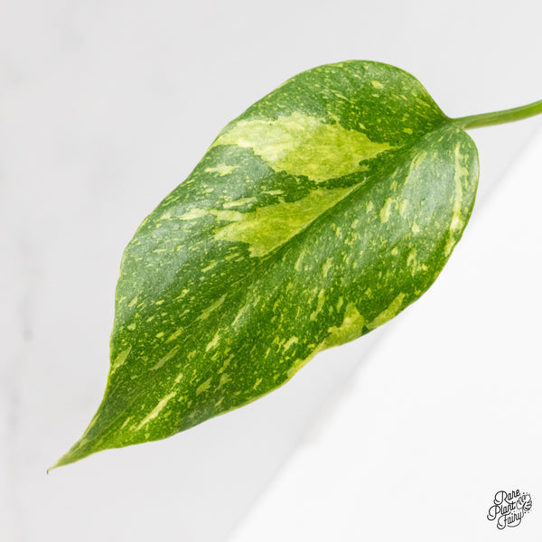 Monstera Deliciosa 'Electrolyte' (wk1-UN)