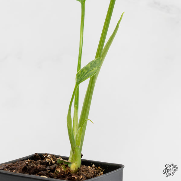 Monstera Deliciosa 'Electrolyte' (wk1-UN)