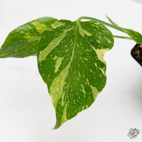 Monstera Deliciosa 'Electrolyte' (wk1-UN)