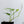 Monstera Siltepecana Aurea Variegated (wk33-G)