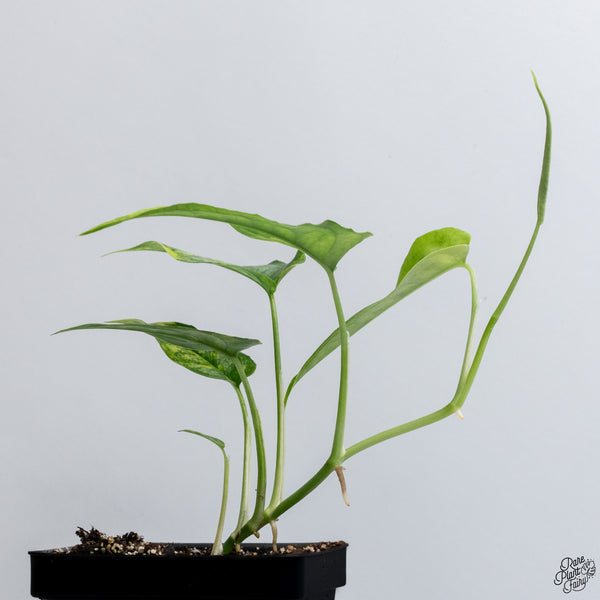 Monstera Siltepecana Aurea Variegated (wk33-G)