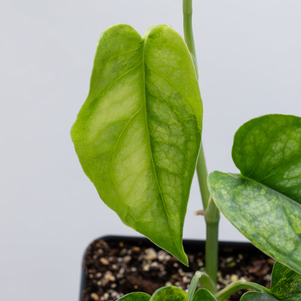 Monstera Siltepecana Aurea Variegated (wk33-G)