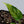 Monstera Siltepecana Aurea Variegated (wk33-G)