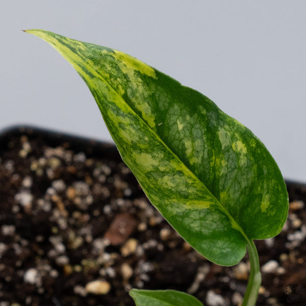 Monstera Siltepecana Aurea Variegated (wk33-G)