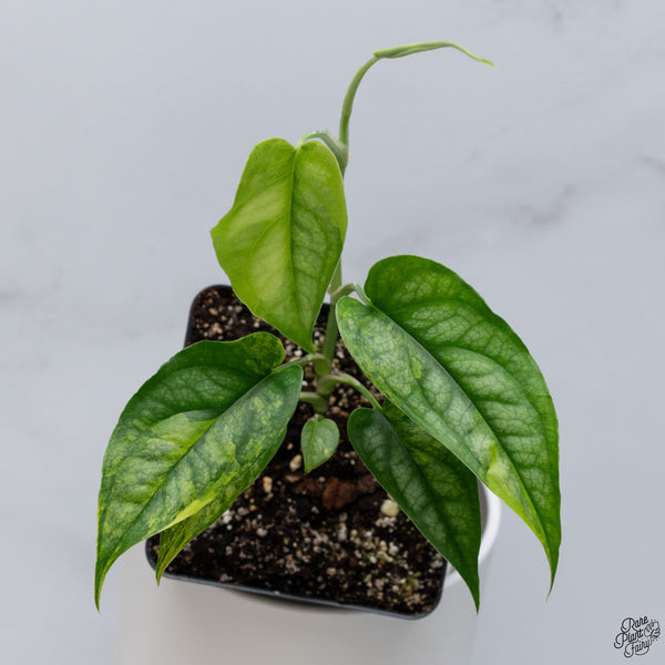 Monstera Siltepecana Aurea Variegated (wk33-G)