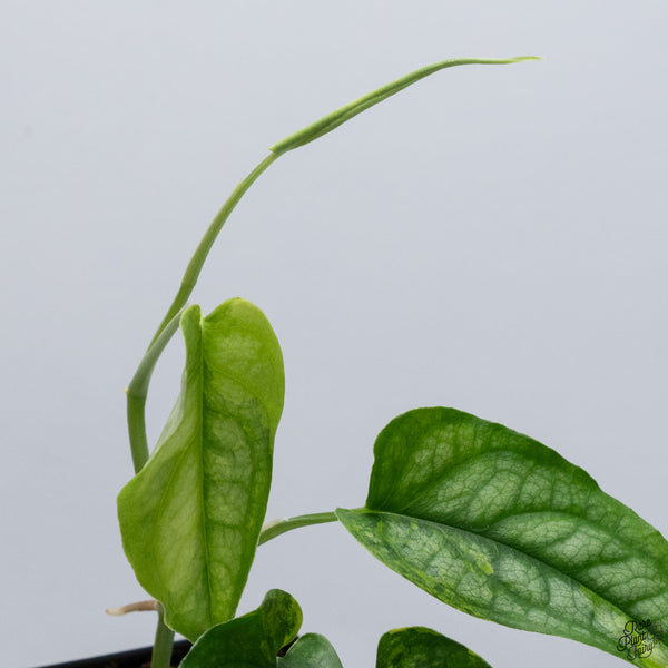 Monstera Siltepecana Aurea Variegated (wk33-G)