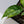 Monstera Siltepecana Aurea Variegated (wk33-G)