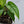Monstera Siltepecana Aurea Variegated (wk33-G)