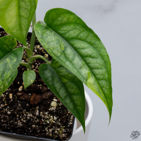 Monstera Siltepecana Aurea Variegated (wk33-G)