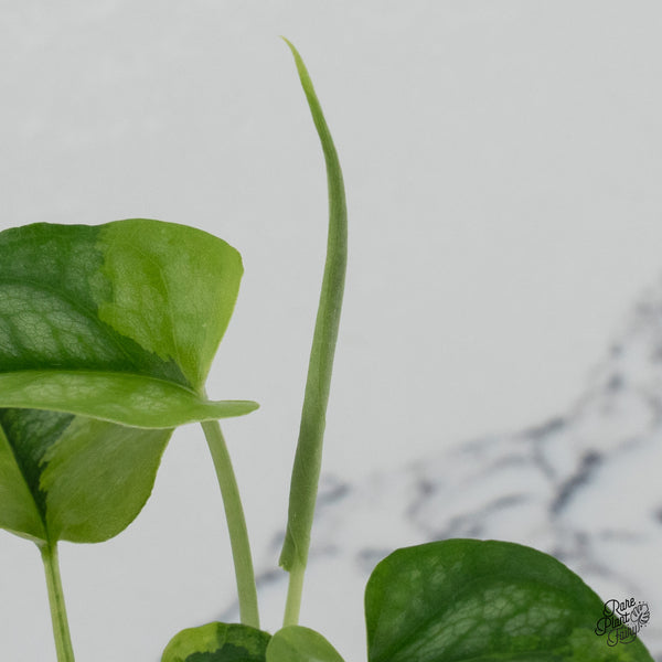 Monstera Siltepecana Aurea Variegated (wk35-C) *Sectoral*