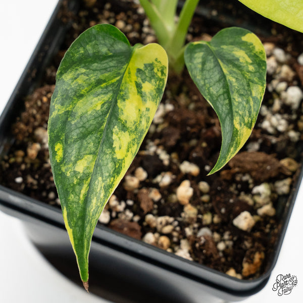 Monstera Siltepecana Aurea Variegated (wk35-C) *Sectoral*