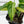 Monstera Siltepecana Aurea Variegated (wk35-C) *Sectoral*