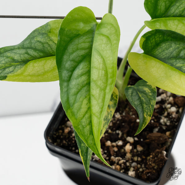 Monstera Siltepecana Aurea Variegated (wk35-C) *Sectoral*