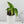 Monstera Siltepecana Aurea Variegated (wk35-C) *Sectoral*