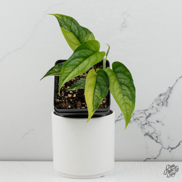 Monstera Siltepecana Aurea Variegated (wk35-C) *Sectoral*