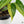 Monstera Siltepecana Aurea Variegated (wk35-C) *Sectoral*
