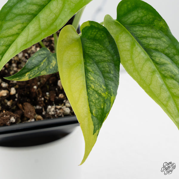 Monstera Siltepecana Aurea Variegated (wk35-C) *Sectoral*
