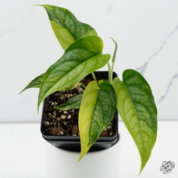 Monstera Siltepecana Aurea Variegated (wk35-C) *Sectoral*