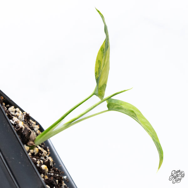 Monstera Siltepecana Aurea Variegated (wk36-H)