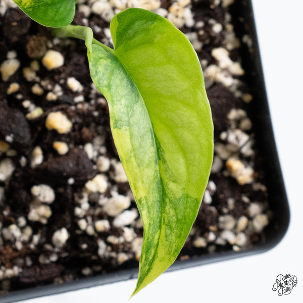 Monstera Siltepecana Aurea Variegated (wk36-H)
