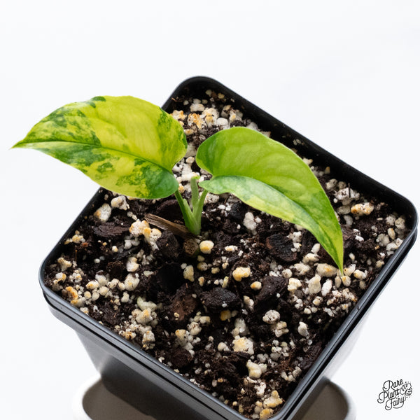 Monstera Siltepecana Aurea Variegated (wk36-H)
