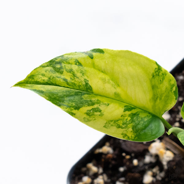 Monstera Siltepecana Aurea Variegated (wk36-H)