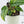 Monstera Siltepecana Aurea Variegated (wk37-E)