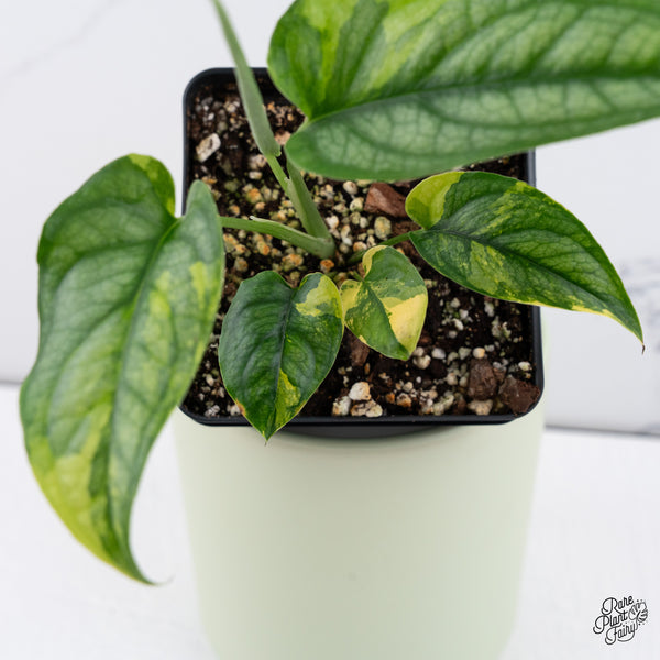 Monstera Siltepecana Aurea Variegated (wk37-E)