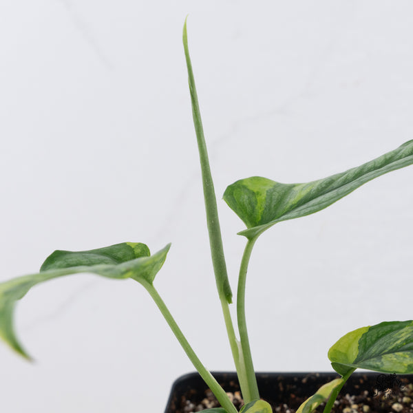 Monstera Siltepecana Aurea Variegated (wk37-E)