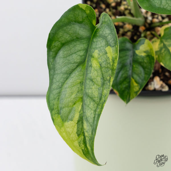 Monstera Siltepecana Aurea Variegated (wk37-E)