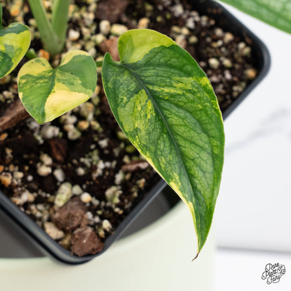 Monstera Siltepecana Aurea Variegated (wk37-E)