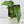 Monstera Siltepecana Aurea Variegated (wk37-E)