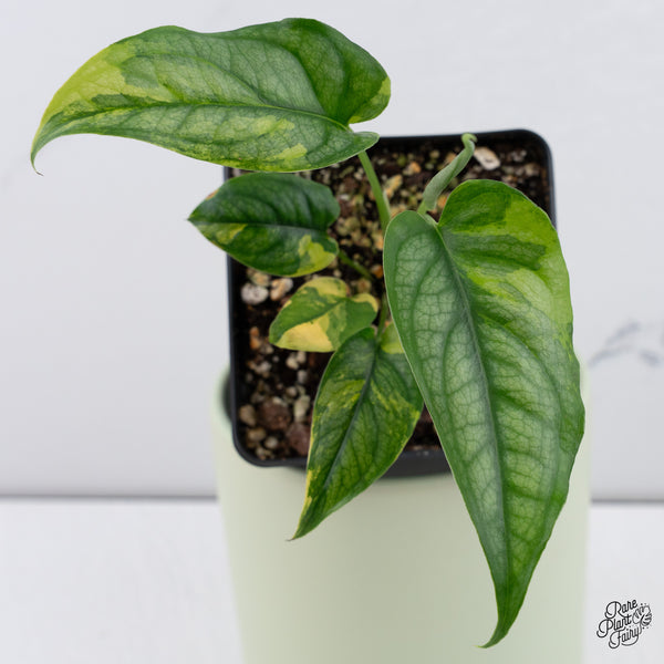 Monstera Siltepecana Aurea Variegated (wk37-E)