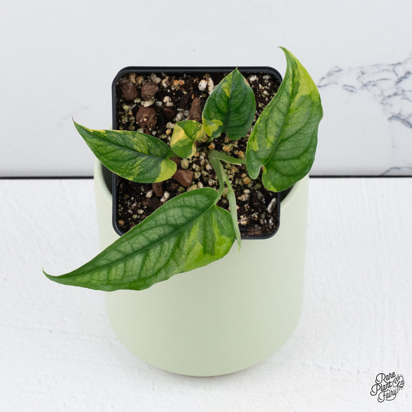 Monstera Siltepecana Aurea Variegated (wk37-E)