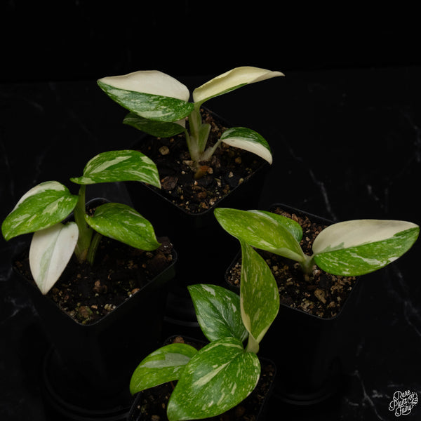 Monstera standleyana albo variegated *Growers choice*