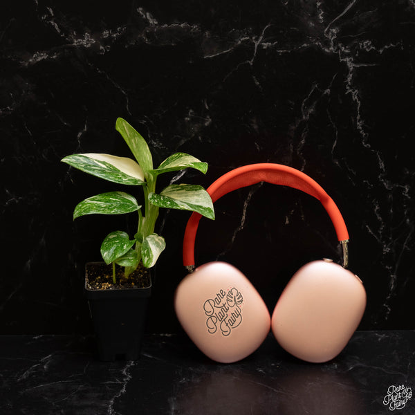 Monstera Standleyana Albo Marble Variegated *Grower's Choice*