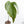 Anthurium magnificum Sp. Trilobe Rio Guanche *Grower's Choice*