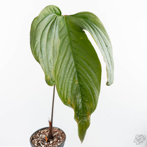Anthurium magnificum Sp. Trilobe Rio Guanche *Grower's Choice*