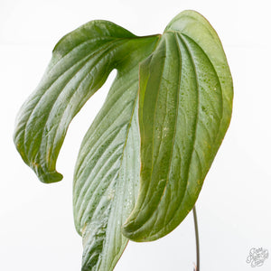 Anthurium magnificum Sp. Trilobe Rio Guanche *Grower's Choice*