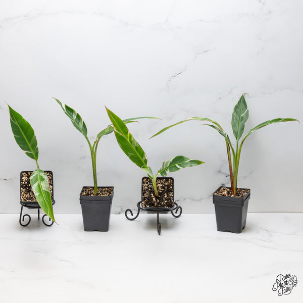 Musa 'Florida' variegated banana tree *grower's choice*