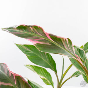 Musa 'Nono' pink variegated banana tree *Grower's Choice*