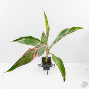 Musa 'Nono' pink variegated banana tree *Grower's Choice*