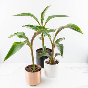 Musa 'Nono' pink variegated banana tree *Grower's Choice*