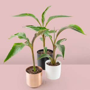 Musa 'Nono' pink variegated banana tree *Grower's Choice*