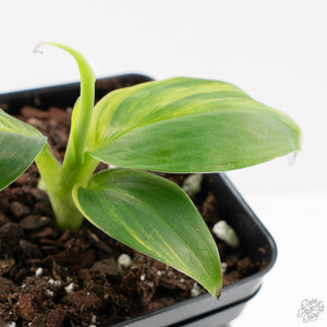 Musa sp. Aurea Variegated (wk26-B)