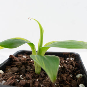 Musa sp. Aurea Variegated (wk26-B)