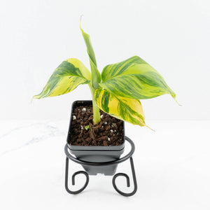 Musa sp. Aurea Variegated (wk31-T)